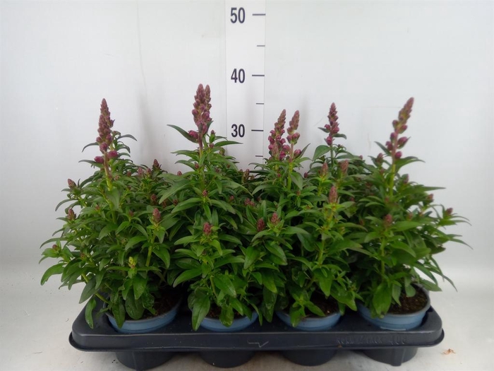 <h4>Antirrhinum majus   ...</h4>