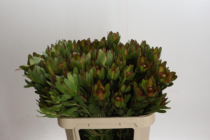<h4>Leucadendron Goldstrike Spray</h4>