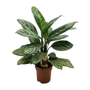 Aglaonema   ...