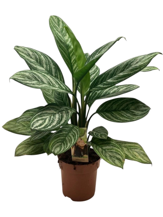 <h4>Aglaonema   ...</h4>