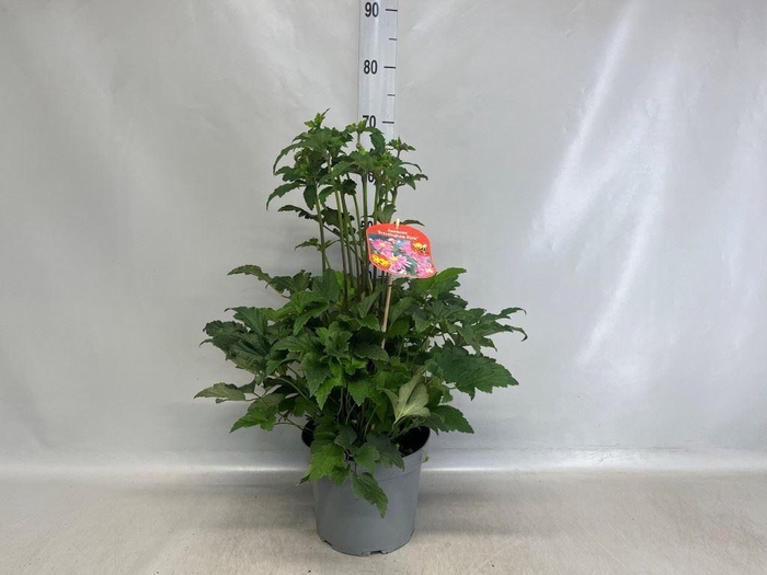 <h4>Anemone hybrida 'Mont-rose'</h4>