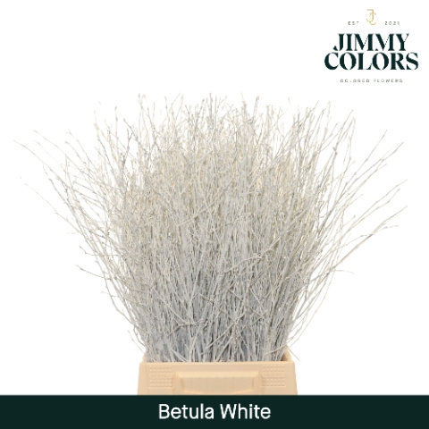 <h4>Betula L60 White</h4>