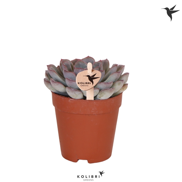 <h4>Kolibri Greens Succulenten Echeveria Mystery</h4>