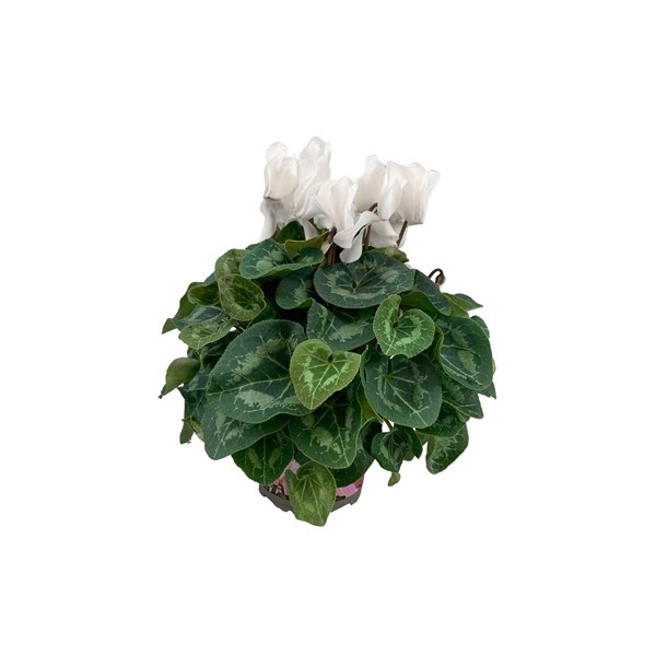 <h4>Cyclamen grootbloemig Super serie XL wit</h4>