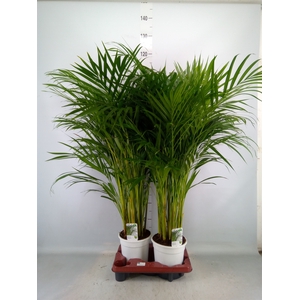 Dypsis lutescens   ...Chrysalidoca