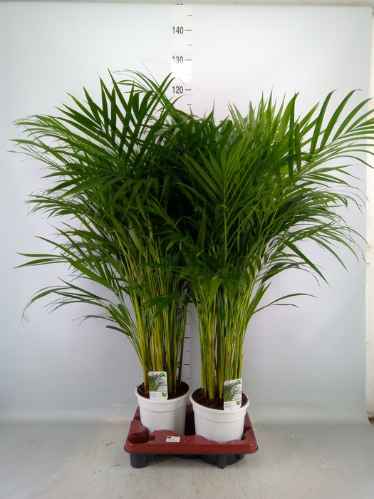 <h4>Dypsis lutescens   ...Chrysalidoca</h4>