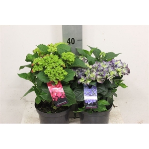 Hortensia P19 Mixkar 4 Kleuren