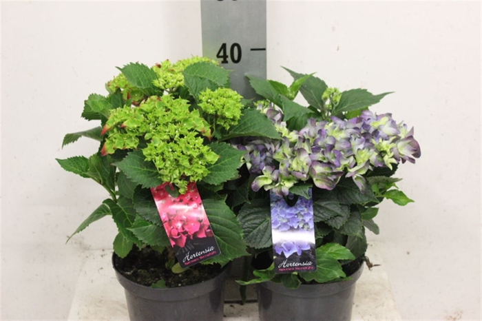 <h4>Hortensia P19 Mixkar 4 Kleuren</h4>