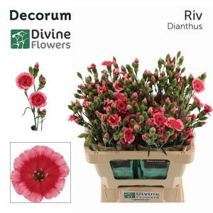 Di Tr Solomio Riv Divine