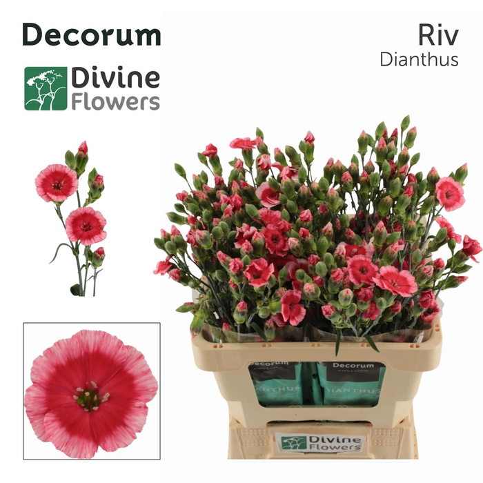 <h4>Di Tr Solomio Riv Divine</h4>