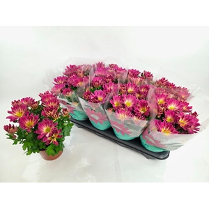 CHRYS RAINB PINK SEC