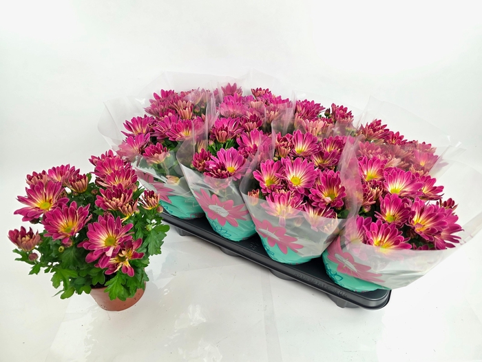 <h4>CHRYS RAINB PINK SEC</h4>