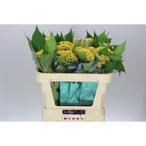 Celosia Act Inca