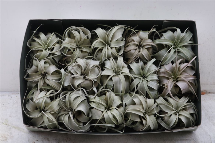 Xerographica X15