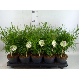 Asparagus falcatus