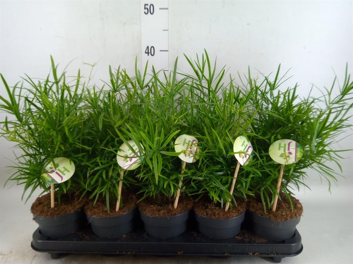 <h4>Asparagus falcatus</h4>