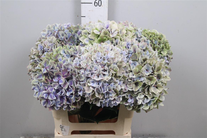 <h4>Hydr Cl Overig</h4>