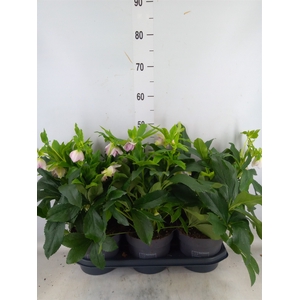 Helleborus ori.