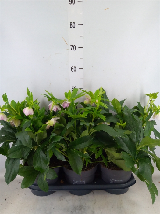 <h4>Helleborus ori.</h4>