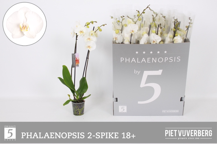 <h4>PHAL OV WIT</h4>