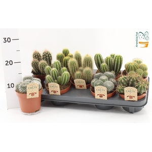 CACTUS GEM