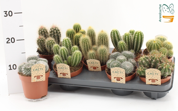 <h4>CACTUS GEM</h4>