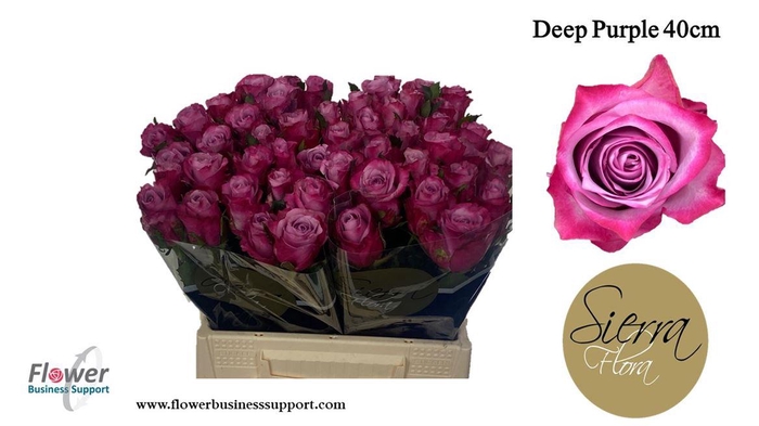 <h4>R Gr Deep Purple</h4>