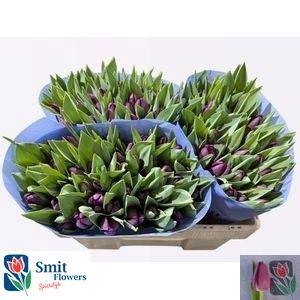 <h4>TU EN BULLIT</h4>