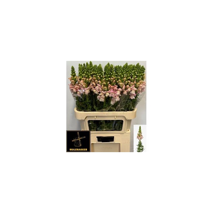 <h4>ANTIR AVIGNON PINK</h4>