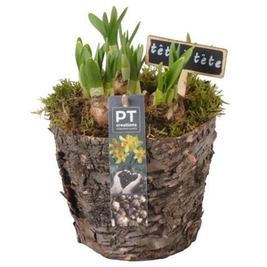 PTN8697 Arrangement Narcissus in houten bak
