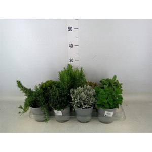 Tuinkruiden   ...mix