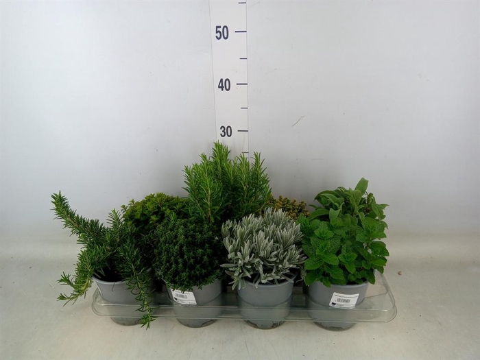 <h4>Tuinkruiden ...mix</h4>