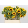 Helianthus Orange Fire