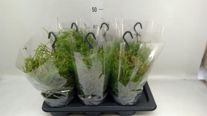<h4>Rhipsalis clavata 'Easy Sweety'</h4>