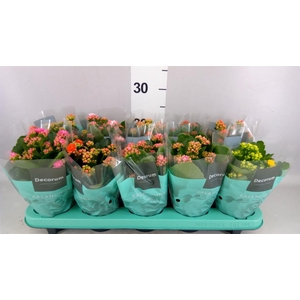 Kalanchoe blos.   ..rosebud mix  5