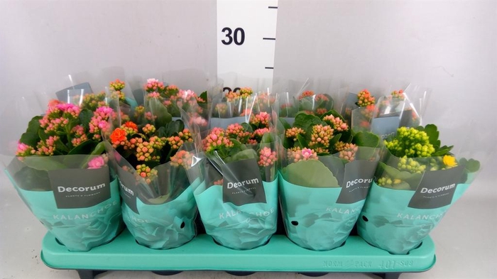 <h4>Kalanchoe blos.   ..rosebud mix  5</h4>