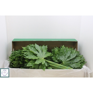FATSIA JAPONICA BLAD