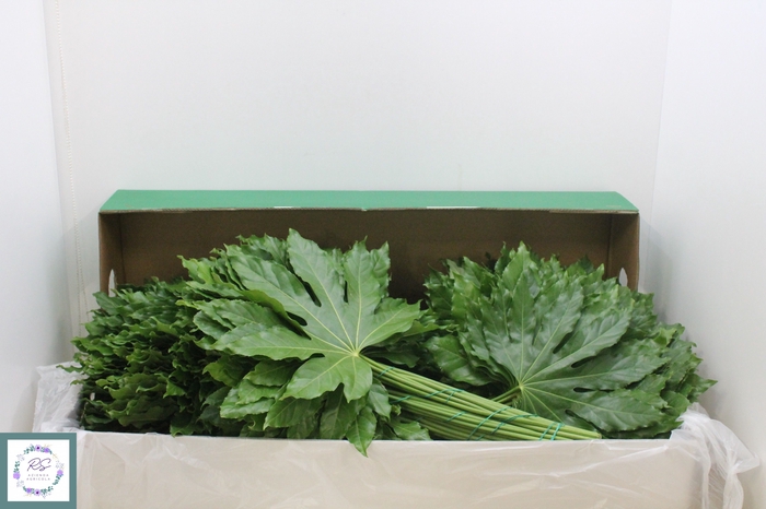 <h4>FATSIA JAPONICA BLAD</h4>