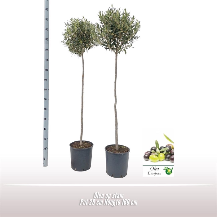 <h4>Olea europaea</h4>