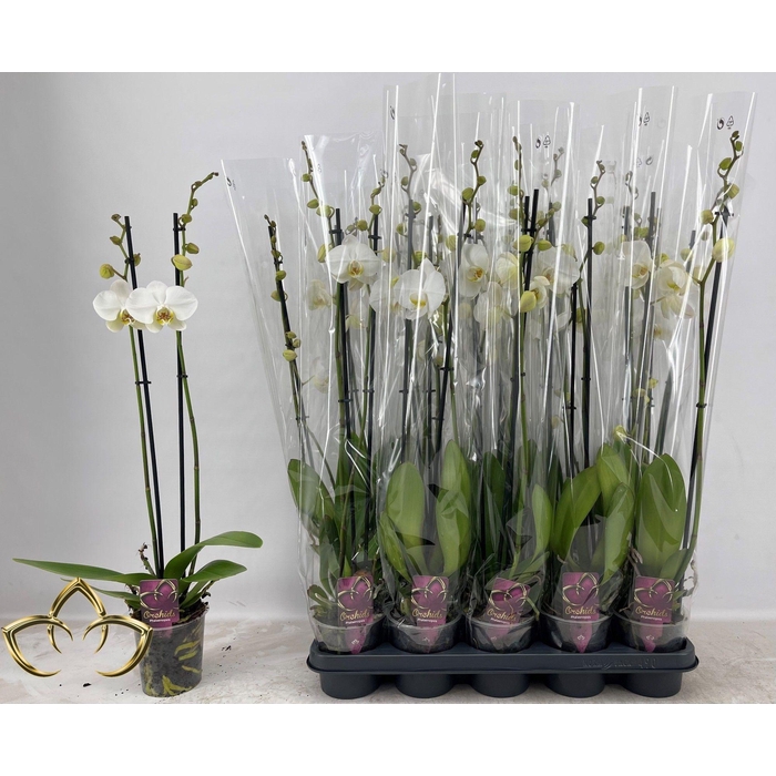 <h4>PHAL OV ROZE</h4>