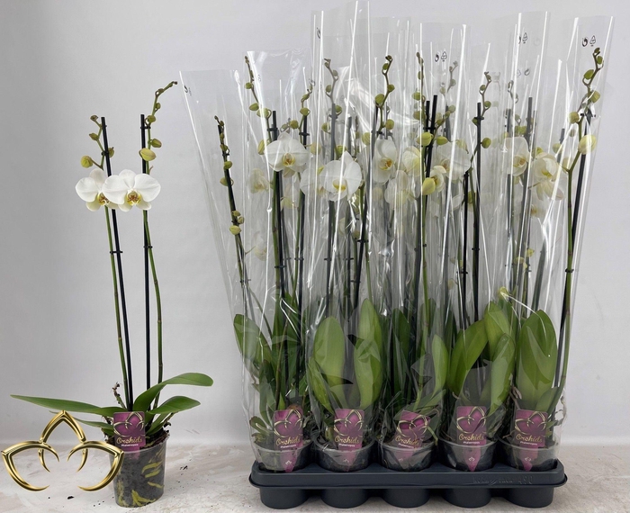 PHAL OV ROZE