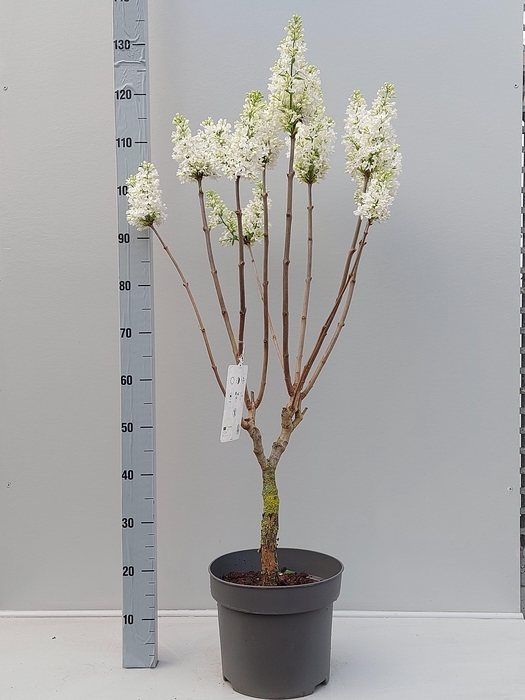 <h4>SYRI VULGARIS</h4>