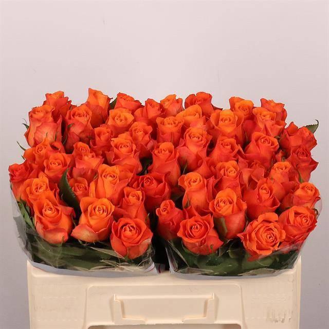 <h4>R GR ORANGE WAVE</h4>