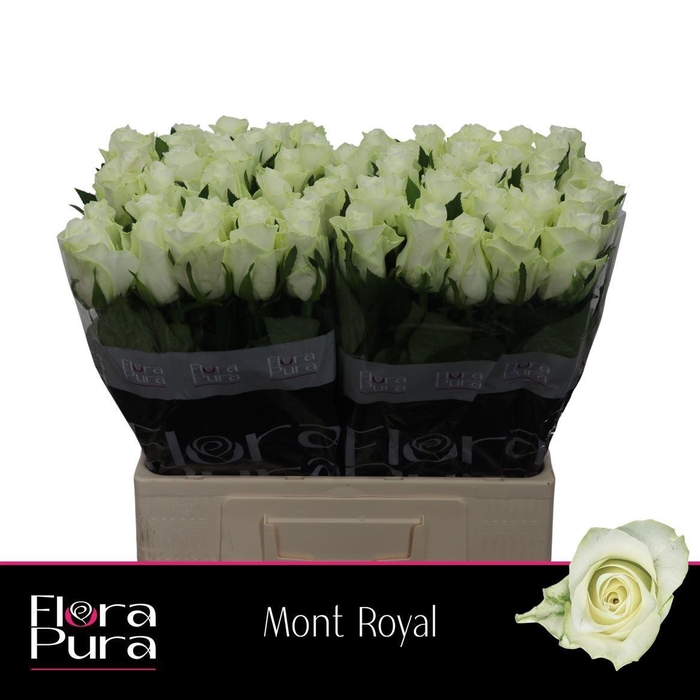 <h4>R GR MONT ROYAL</h4>