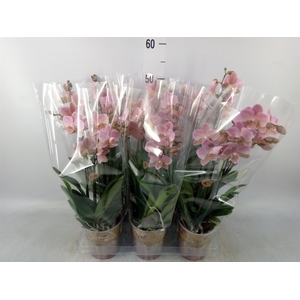 Phalaenopsis multi. 'Ant Treviso'