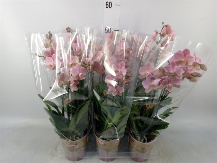 <h4>Phalaenopsis multi. 'Ant Treviso'</h4>