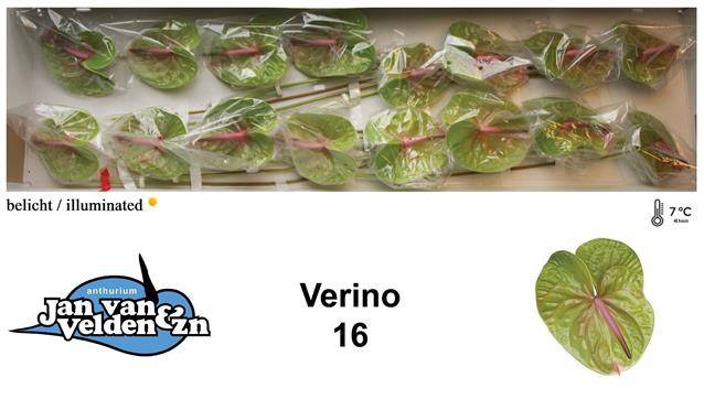<h4>ANTH A VERINO GREEN</h4>