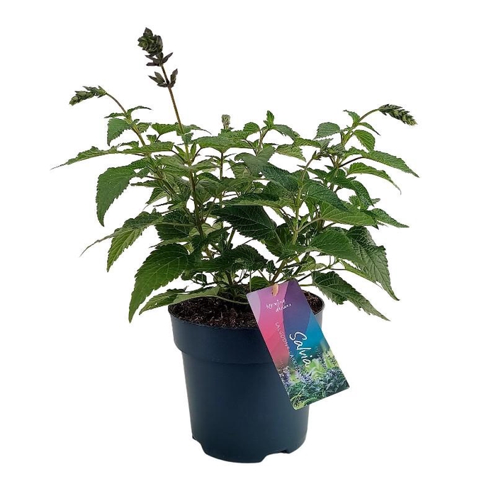 <h4>Salvia Salgoon Lake Como blauw</h4>