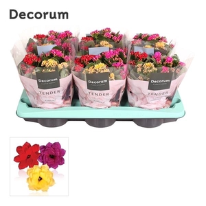 Kalanchoe blossfeldiana gevuld gemengd in pot