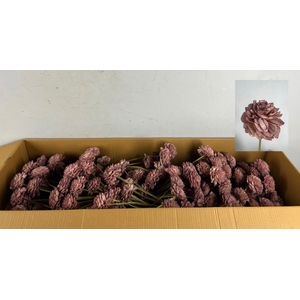 Stick Shola Dahlia Ø8 O.Pink